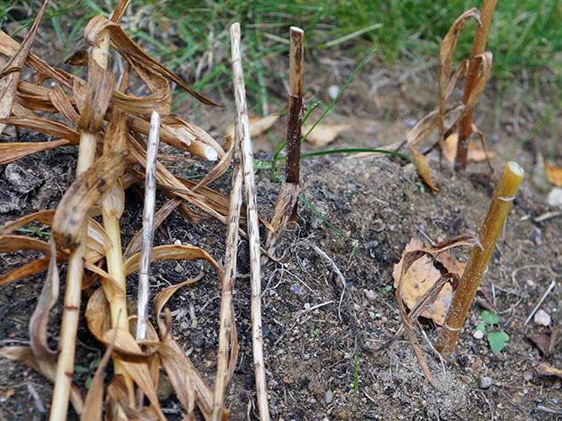 How to transplant lilies in autumn to another place