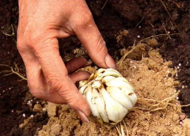 How to transplant lilies in autumn to another place