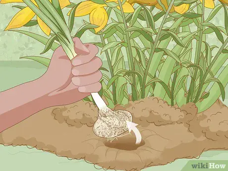 How to transplant lilies in autumn to another place