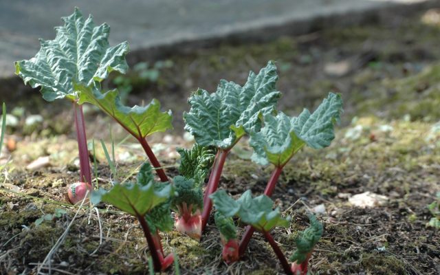 How to transplant rhubarb in spring and autumn, how to propagate