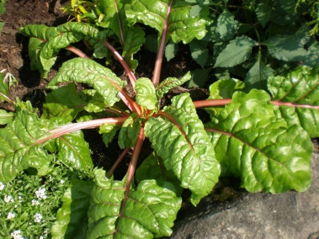 How to transplant rhubarb in spring and autumn, how to propagate