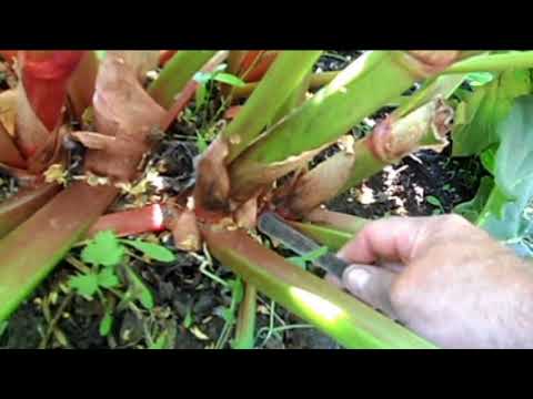 How to transplant rhubarb in spring and autumn, how to propagate