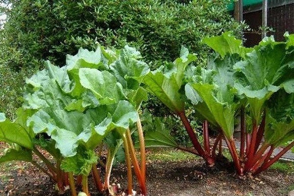 How to transplant rhubarb in spring and autumn, how to propagate