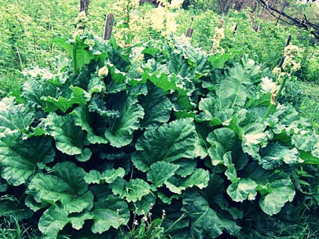 How to transplant rhubarb in spring and autumn, how to propagate