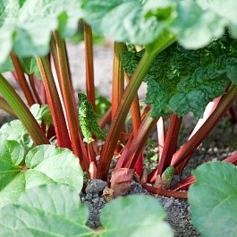 How to transplant rhubarb in spring and autumn, how to propagate