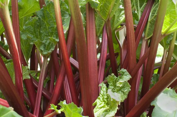 How to transplant rhubarb in spring and autumn, how to propagate