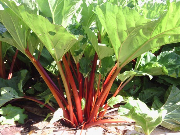 How to transplant rhubarb in spring and autumn, how to propagate