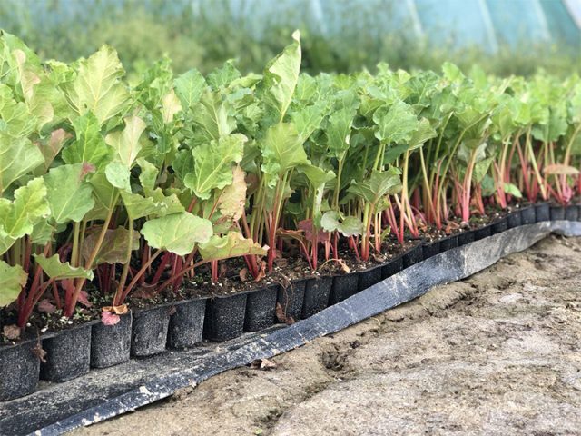 How to transplant rhubarb in spring and autumn, how to propagate