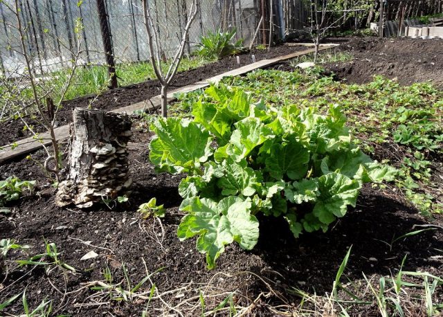 How to transplant rhubarb in spring and autumn, how to propagate