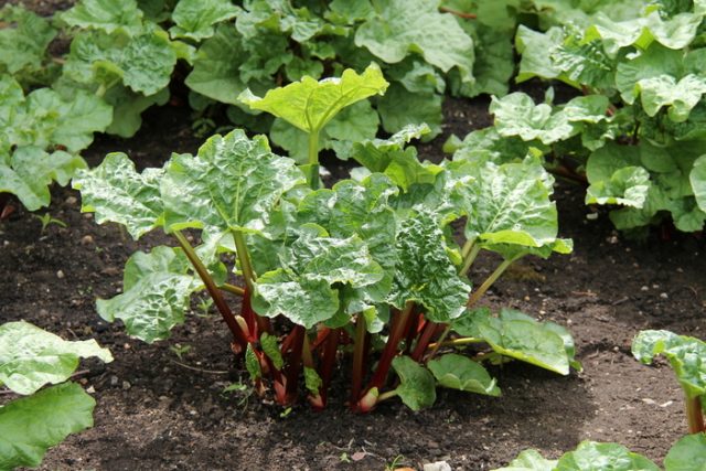 How to transplant rhubarb in spring and autumn, how to propagate