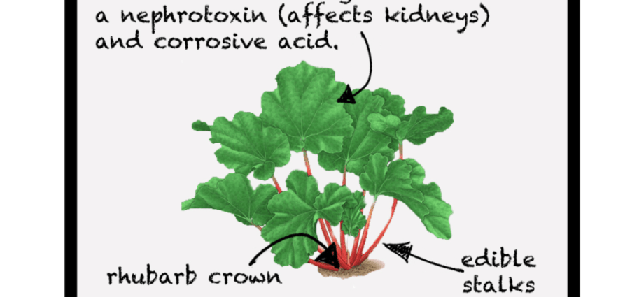 How to transplant rhubarb in spring and autumn, how to propagate