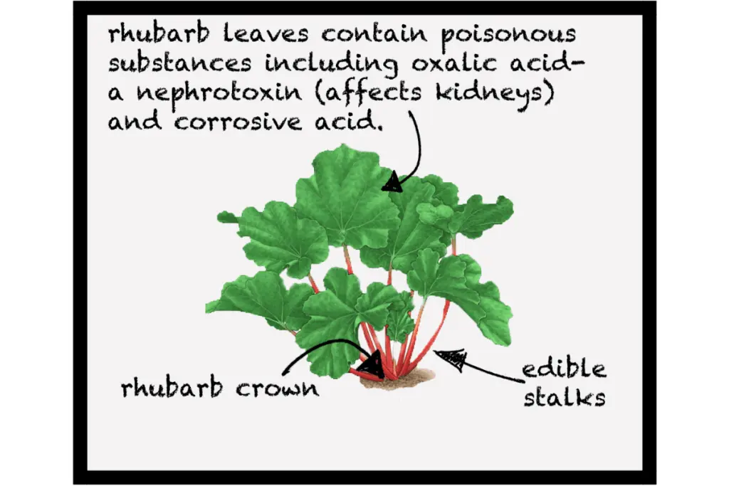 How to transplant rhubarb in spring and autumn, how to propagate