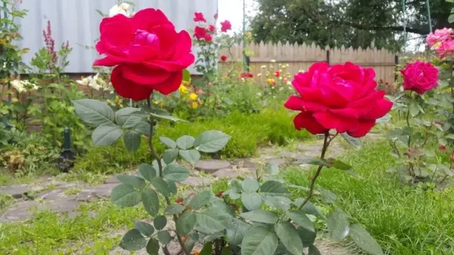 How to transplant roses to another place in the summer: during flowering, video