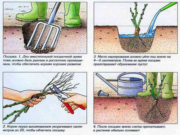 How to transplant roses to another place in the summer: during flowering, video