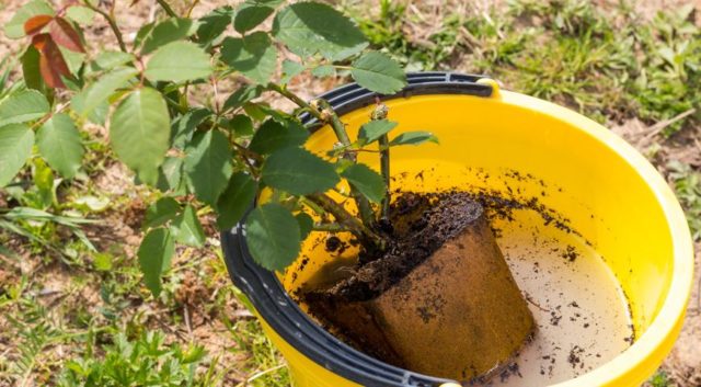 How to transplant roses to another place in the summer: during flowering, video