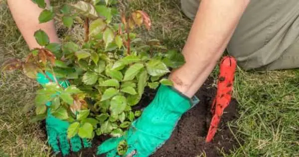 How to transplant roses to another place in the summer: during flowering, video