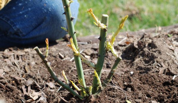 How to transplant roses to another place in the summer: during flowering, video