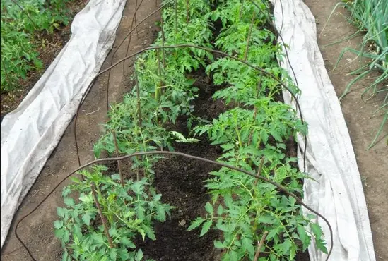 How to transplant tomato seedlings into the ground