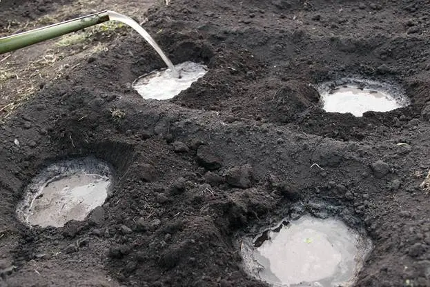 How to transplant tomato seedlings into the ground