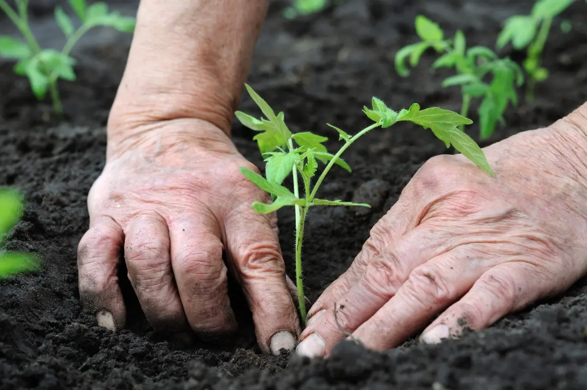 How to transplant tomato seedlings into the ground