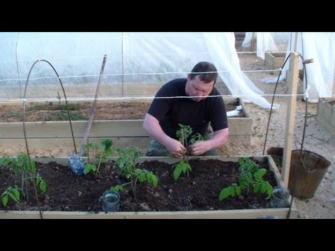 How to transplant tomato seedlings into the ground