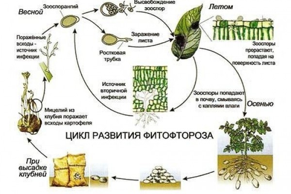 How to treat a greenhouse in the spring from phytophthora: solutions