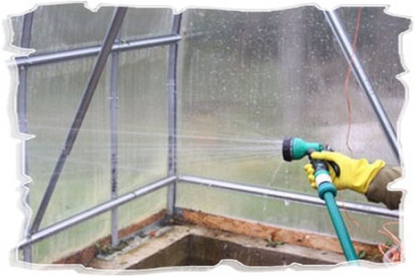 How to treat a greenhouse in the spring from phytophthora: solutions