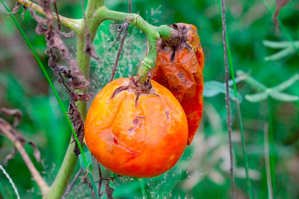 How to treat a greenhouse in the spring from phytophthora: solutions