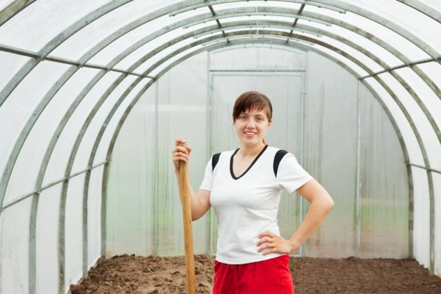 How to treat a greenhouse with copper sulphate in spring: processing walls, ground