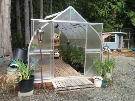 How to treat a greenhouse with copper sulphate in spring: processing walls, ground