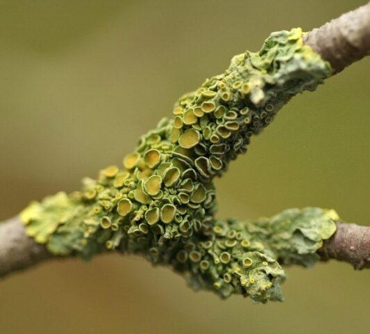 How to treat apple trees with iron sulphate in spring and autumn