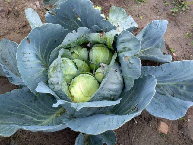 How to treat cabbage with vinegar from pests