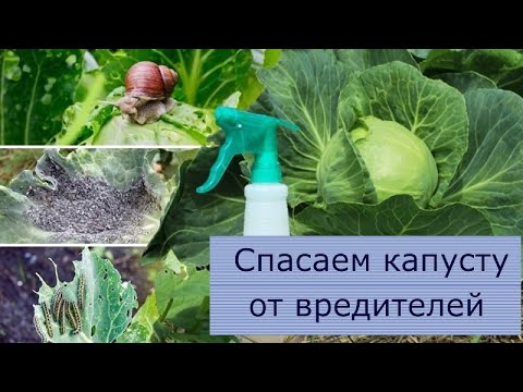 How to treat cabbage with vinegar from pests