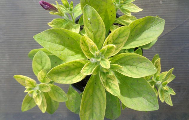 How to treat chlorosis in petunias: signs, drugs, photos