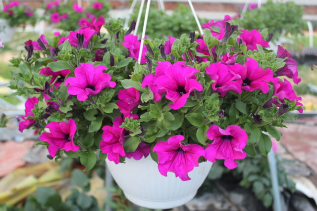 How to treat chlorosis in petunias: signs, drugs, photos