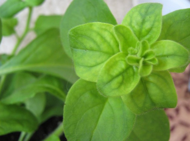 How to treat chlorosis in petunias: signs, drugs, photos