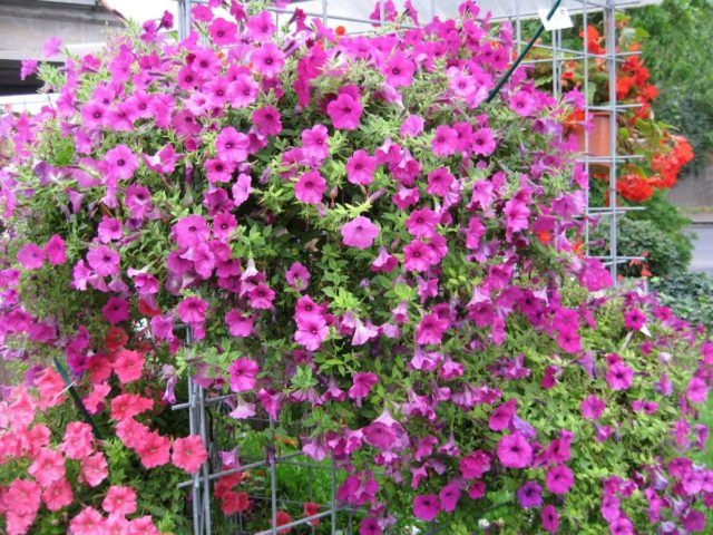 How to treat chlorosis in petunias: signs, drugs, photos