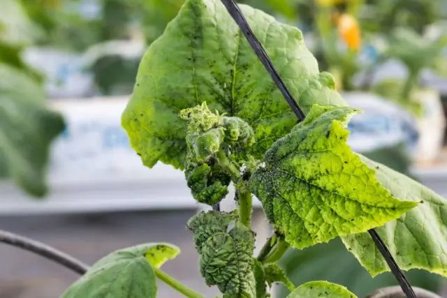 How to treat cucumbers from aphids: folk remedies, preparations, ammonia