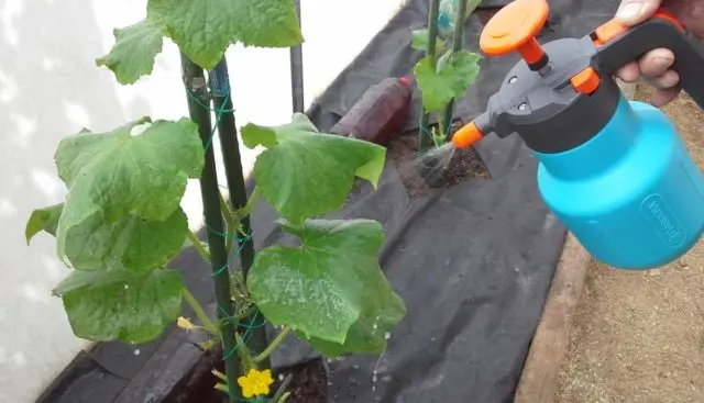 How to treat cucumbers from aphids: folk remedies, preparations, ammonia