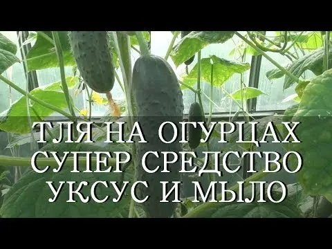 How to treat cucumbers from aphids: folk remedies, preparations, ammonia