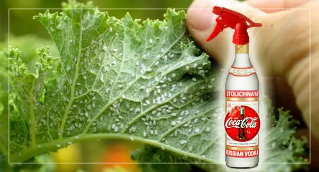 How to treat cucumbers from aphids: folk remedies, preparations, ammonia