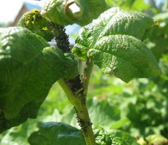 How to treat currants from aphids