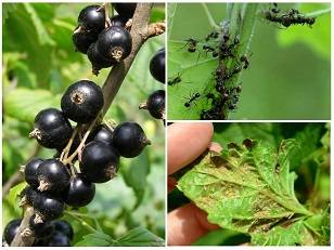 How to treat currants from aphids