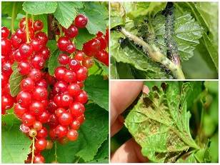 How to treat currants from aphids