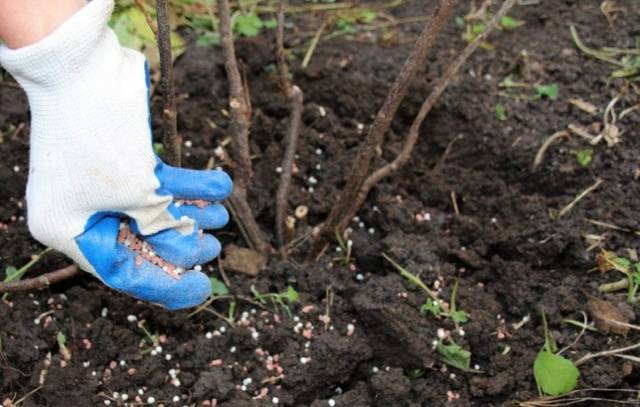 How to treat currants from aphids