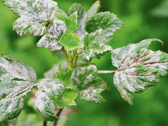 How to treat currants from powdery mildew