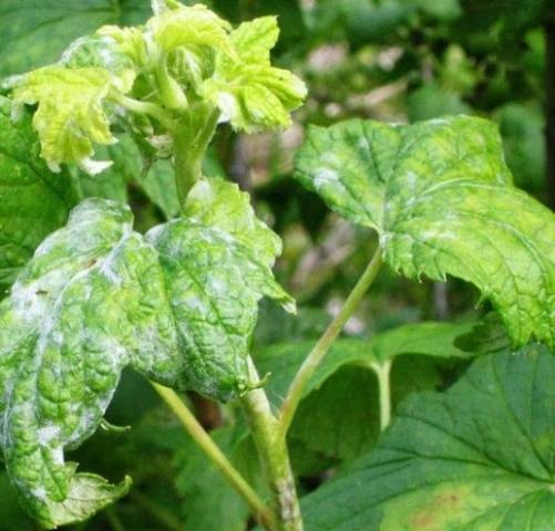 How to treat currants from powdery mildew