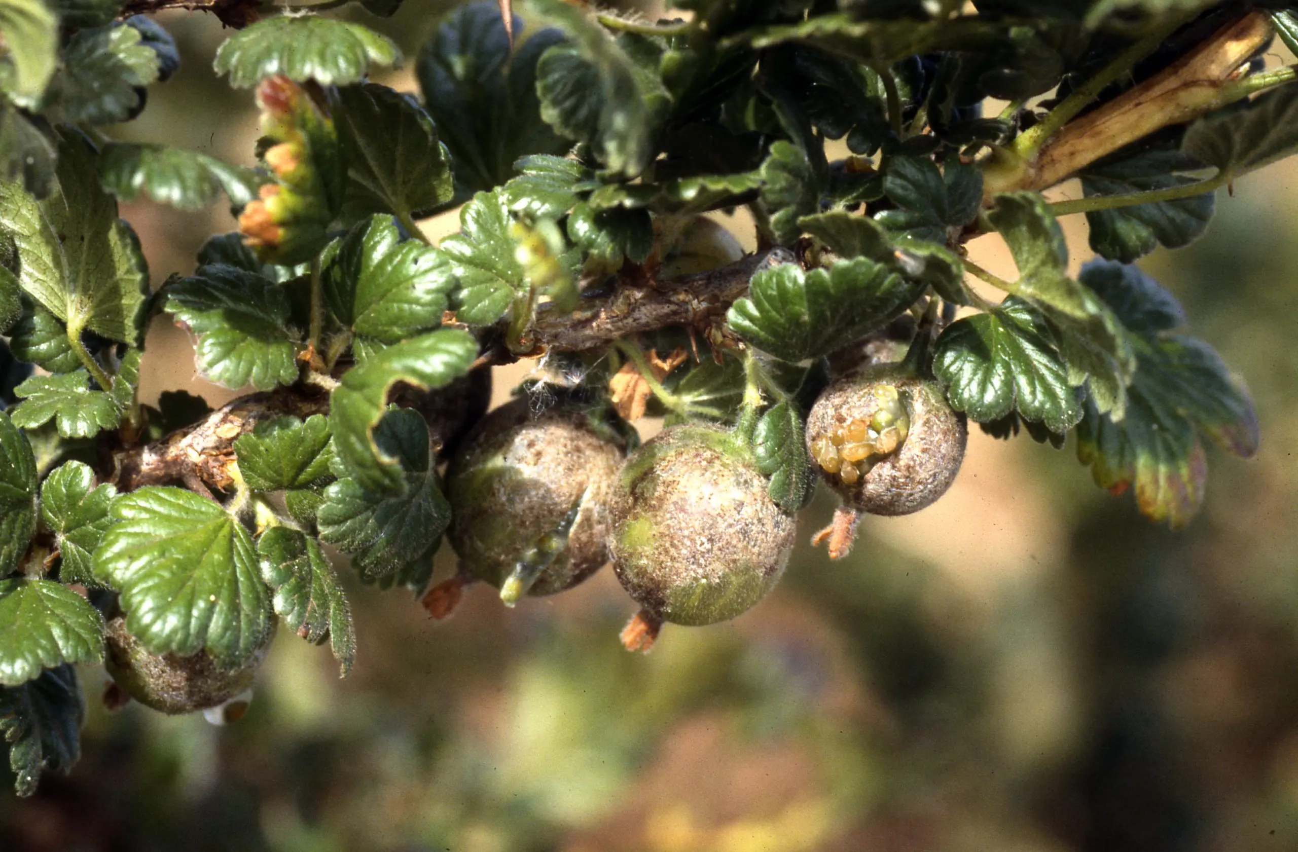 How to treat currants from powdery mildew