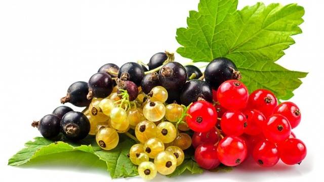 How to treat currants in the spring from pests