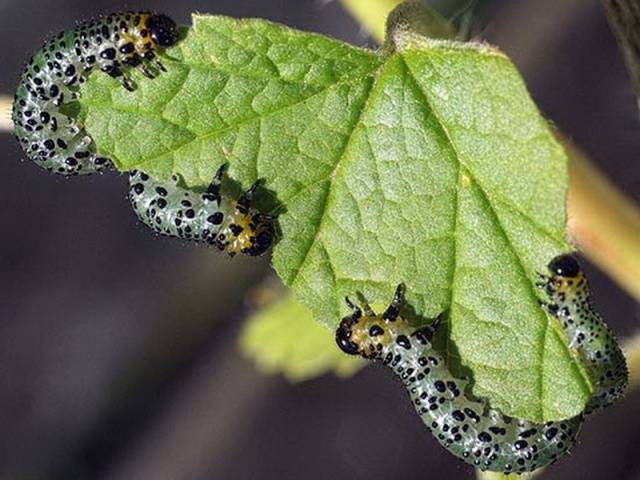 How to treat currants in the spring from pests